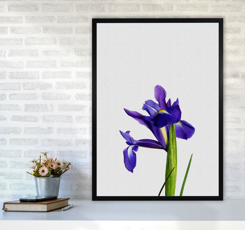 Iris Still Life Print By Orara Studio, Framed Botanical & Nature Art Print A1 White Frame