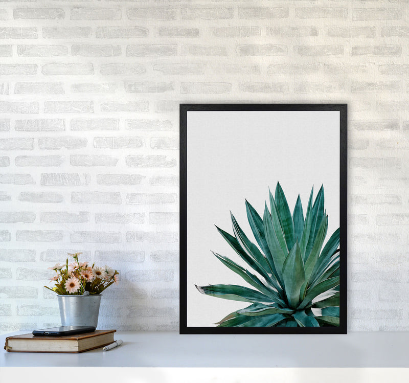 Agave Cactus Print By Orara Studio, Framed Botanical & Nature Art Print A2 White Frame