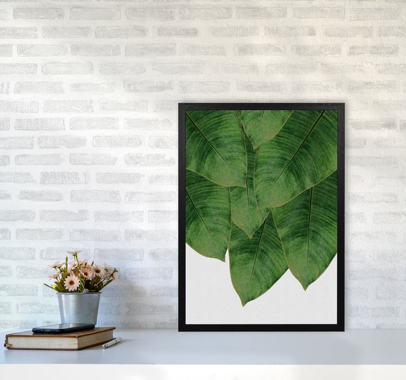 Banana Leaf III Print By Orara Studio, Framed Botanical & Nature Art Print A2 White Frame