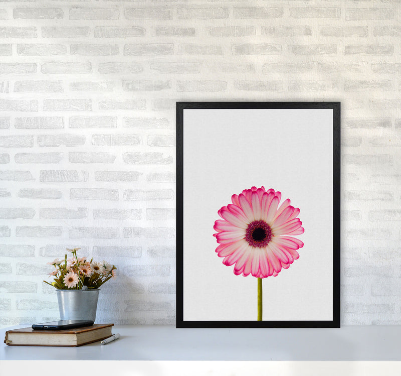Daisy Still Life Print By Orara Studio, Framed Botanical & Nature Art Print A2 White Frame
