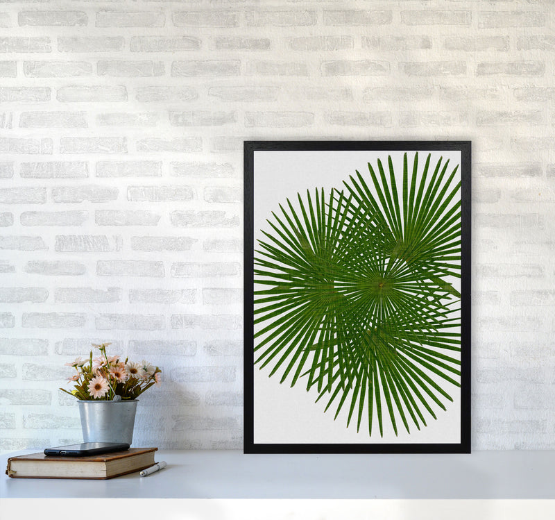 Fan Palm Print By Orara Studio, Framed Botanical & Nature Art Print A2 White Frame