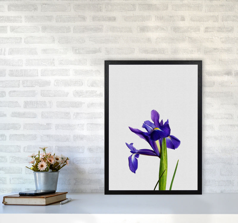 Iris Still Life Print By Orara Studio, Framed Botanical & Nature Art Print A2 White Frame