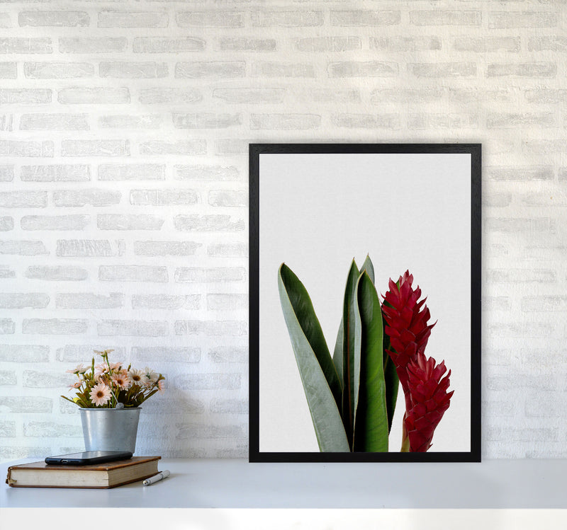 Red Flower Print By Orara Studio, Framed Botanical & Nature Art Print A2 White Frame