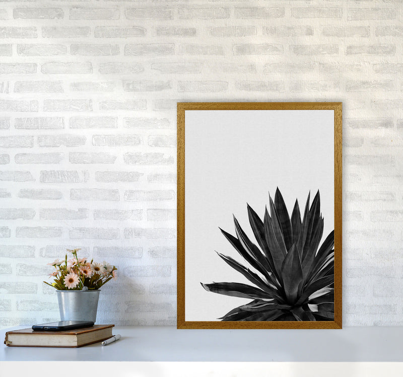 Agave Cactus Black And White Print By Orara Studio, Framed Botanical Nature Art A2 Print Only