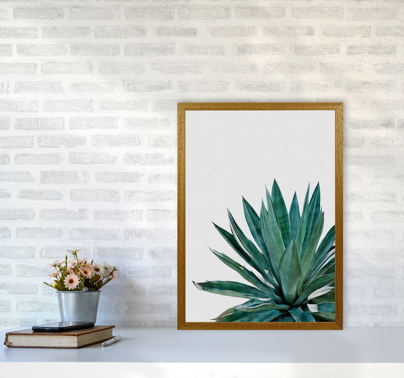 Agave Cactus Print By Orara Studio, Framed Botanical & Nature Art Print A2 Print Only