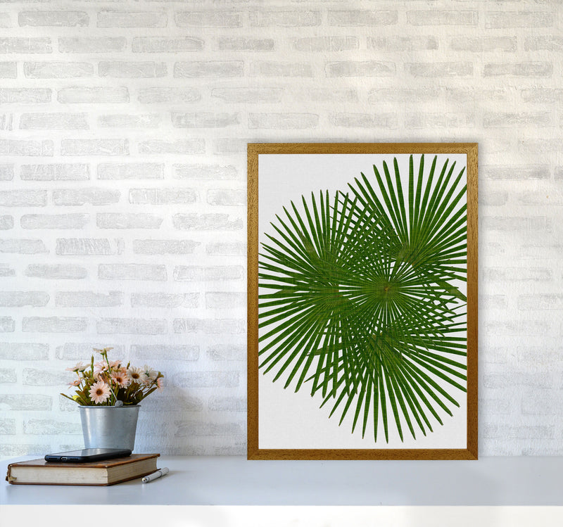 Fan Palm Print By Orara Studio, Framed Botanical & Nature Art Print A2 Print Only