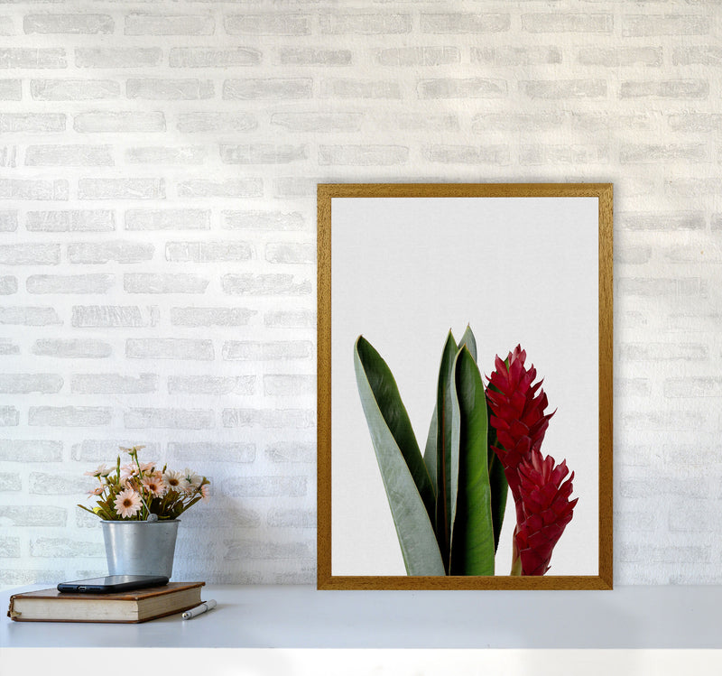 Red Flower Print By Orara Studio, Framed Botanical & Nature Art Print A2 Print Only