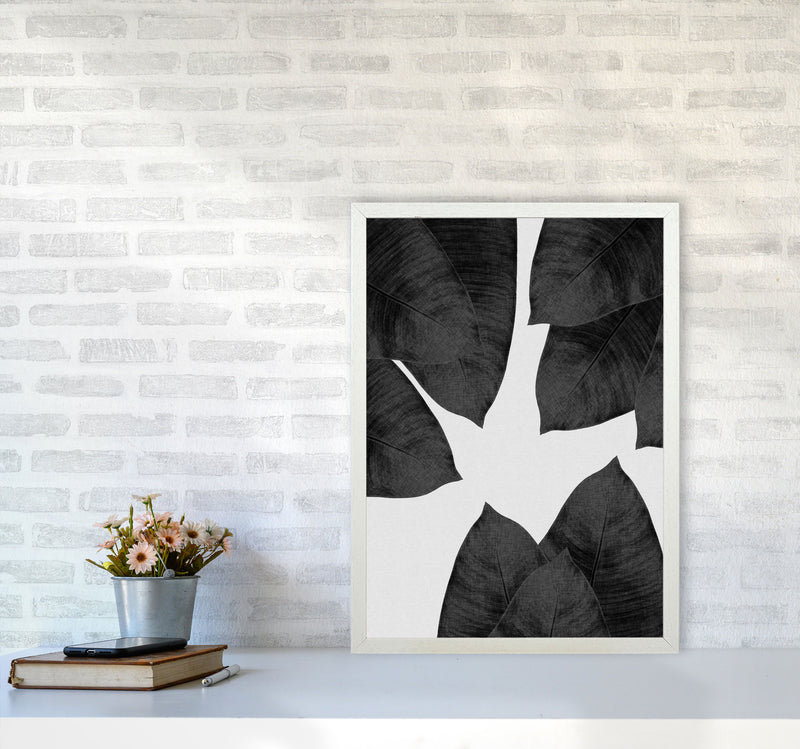 Banana Leaf Black & White I Print By Orara Studio A2 Oak Frame