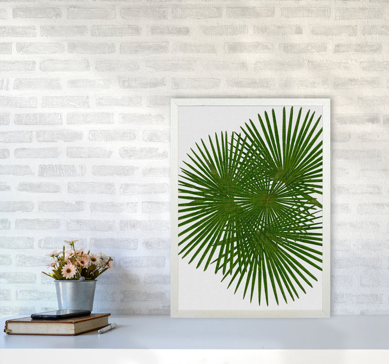 Fan Palm Print By Orara Studio, Framed Botanical & Nature Art Print A2 Oak Frame