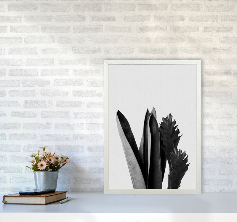 Flower Black & White Print By Orara Studio A2 Oak Frame