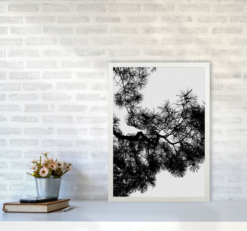 Pine Tree Black & White Print By Orara Studio A2 Oak Frame