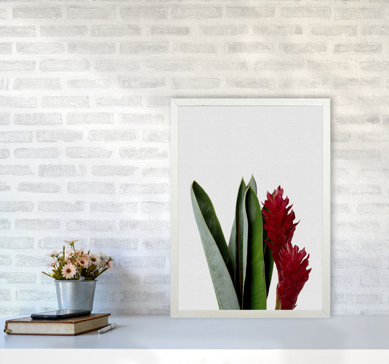Red Flower Print By Orara Studio, Framed Botanical & Nature Art Print A2 Oak Frame