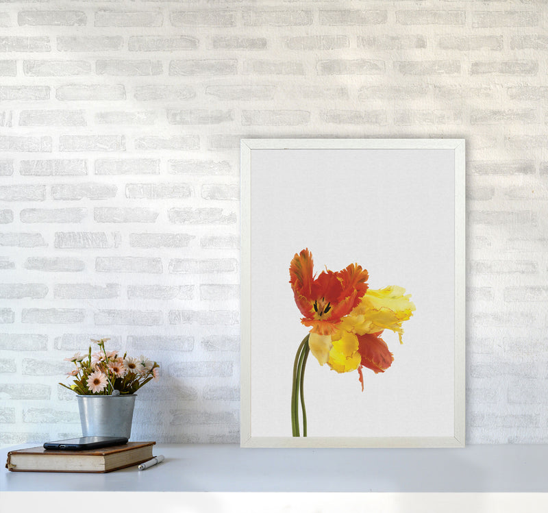 Tulip Still Life Print By Orara Studio, Framed Botanical & Nature Art Print A2 Oak Frame
