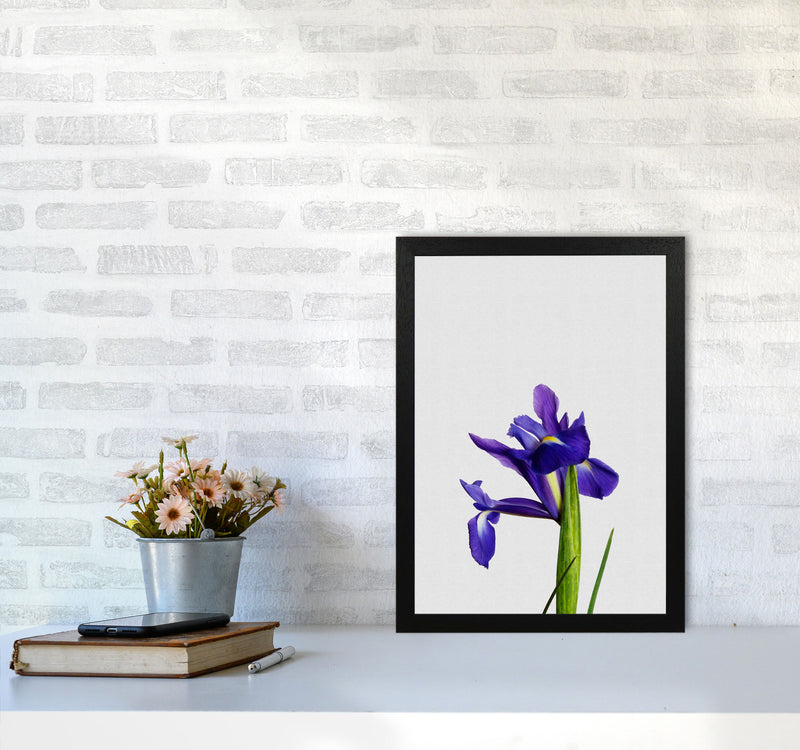 Iris Still Life Print By Orara Studio, Framed Botanical & Nature Art Print A3 White Frame