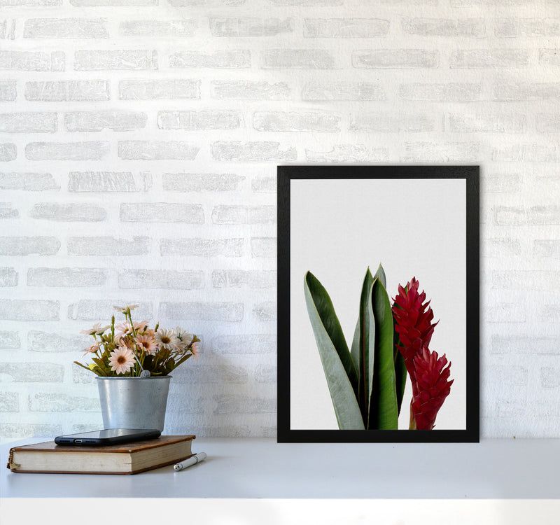 Red Flower Print By Orara Studio, Framed Botanical & Nature Art Print A3 White Frame