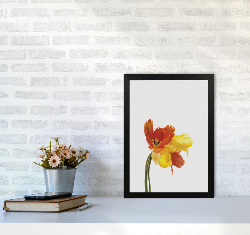 Tulip Still Life Print By Orara Studio, Framed Botanical & Nature Art Print A3 White Frame