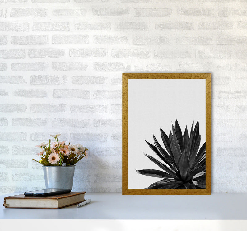 Agave Cactus Black And White Print By Orara Studio, Framed Botanical Nature Art A3 Print Only