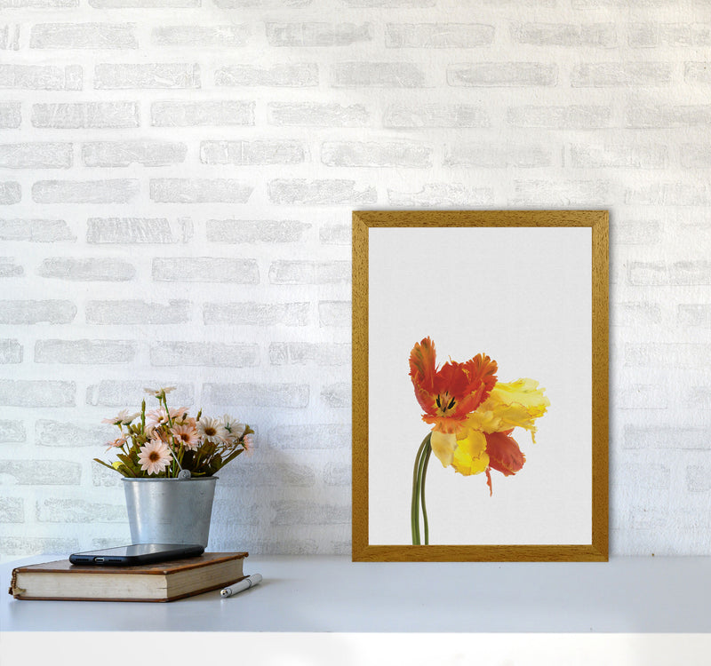 Tulip Still Life Print By Orara Studio, Framed Botanical & Nature Art Print A3 Print Only
