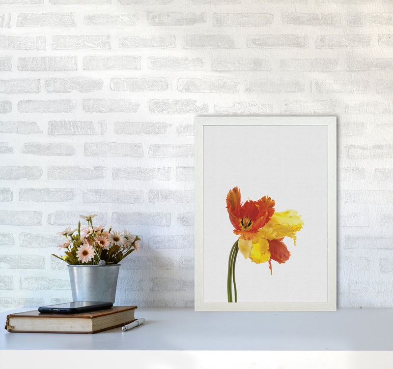 Tulip Still Life Print By Orara Studio, Framed Botanical & Nature Art Print A3 Oak Frame