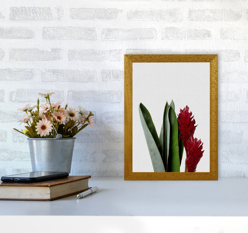 Red Flower Print By Orara Studio, Framed Botanical & Nature Art Print A4 Print Only