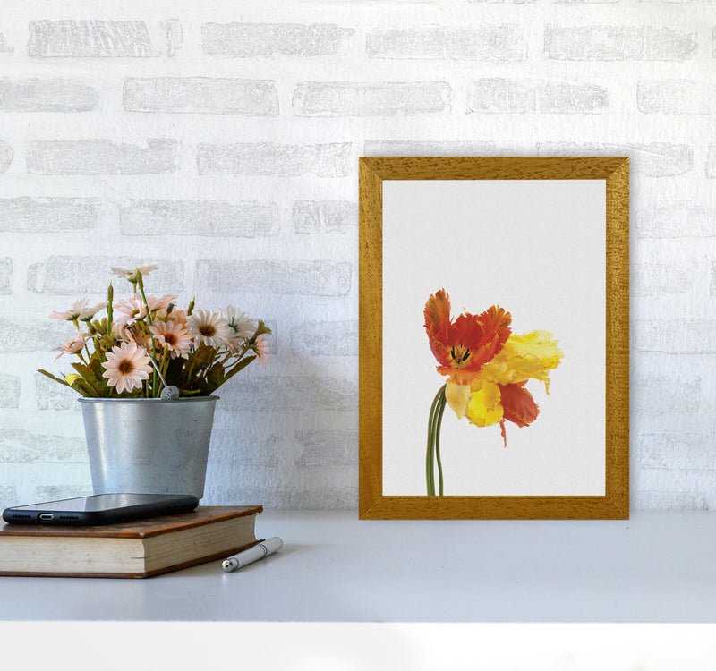 Tulip Still Life Print By Orara Studio, Framed Botanical & Nature Art Print A4 Print Only