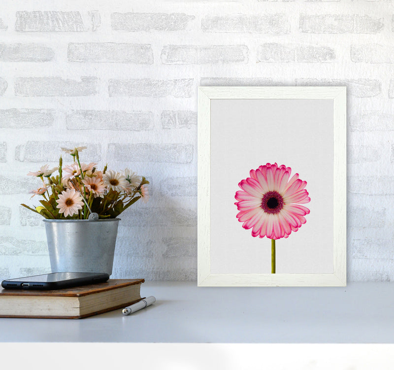 Daisy Still Life Print By Orara Studio, Framed Botanical & Nature Art Print A4 Oak Frame