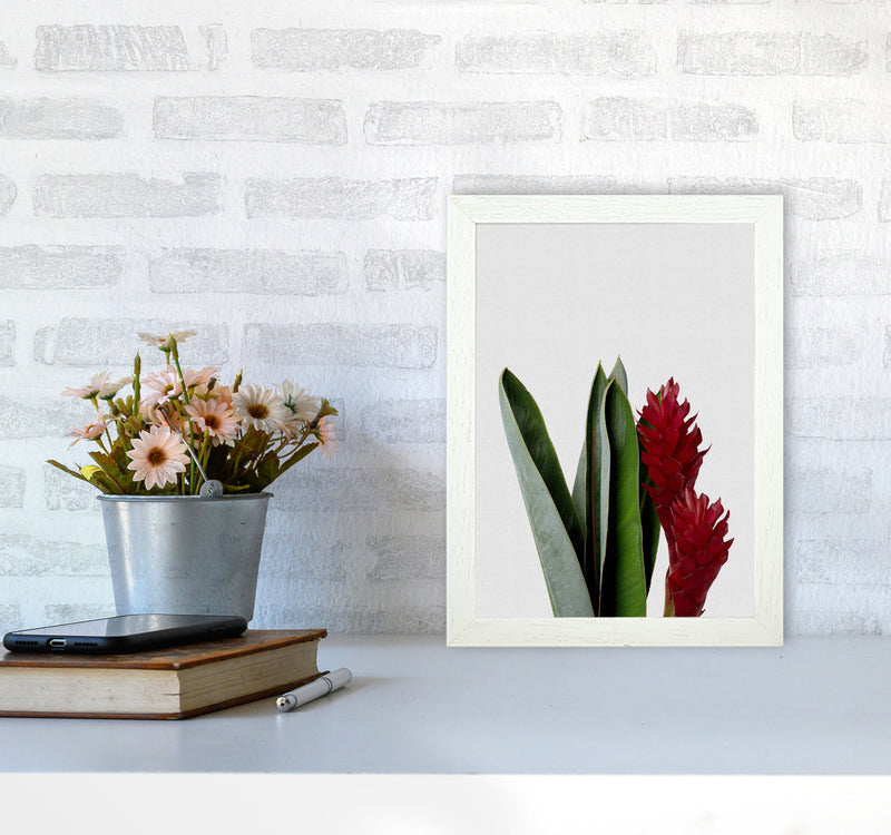 Red Flower Print By Orara Studio, Framed Botanical & Nature Art Print A4 Oak Frame
