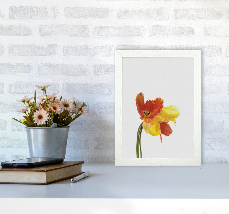 Tulip Still Life Print By Orara Studio, Framed Botanical & Nature Art Print A4 Oak Frame