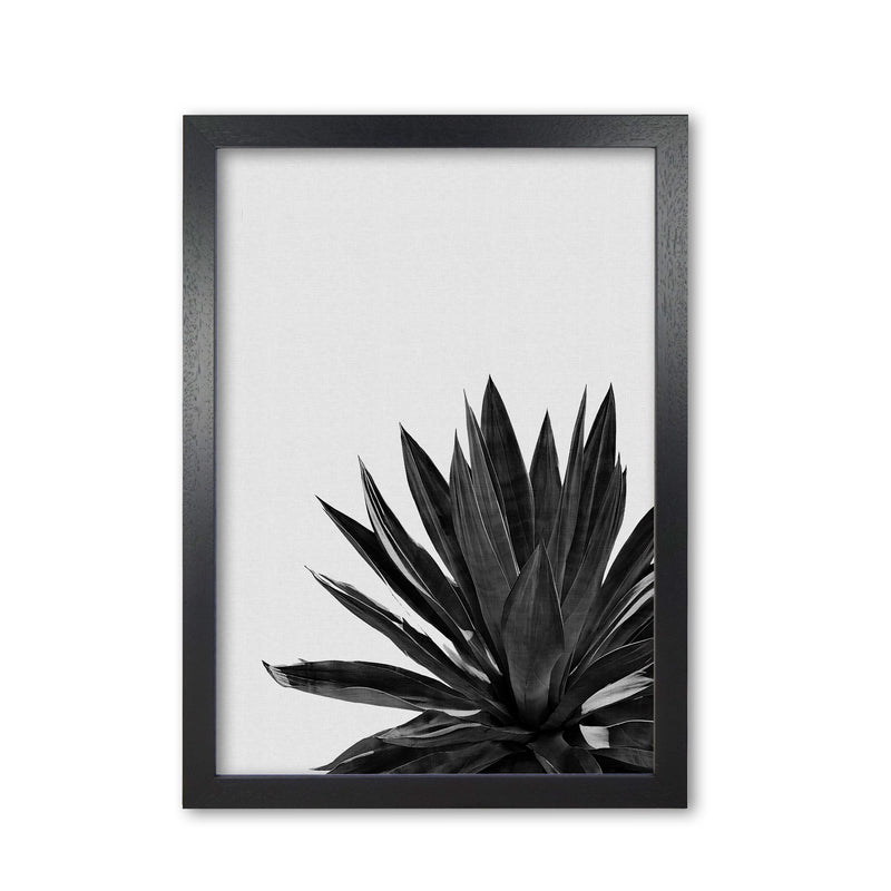 Agave Cactus Black And White Print By Orara Studio, Framed Botanical Nature Art Black Grain