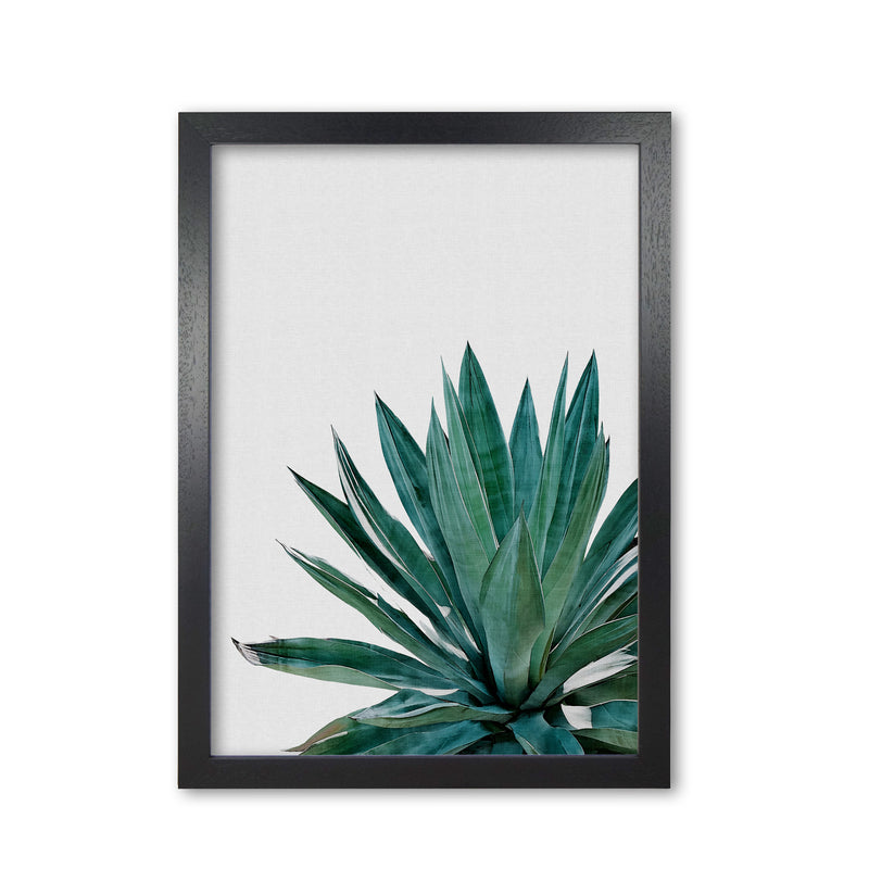 Agave Cactus Print By Orara Studio, Framed Botanical & Nature Art Print Black Grain