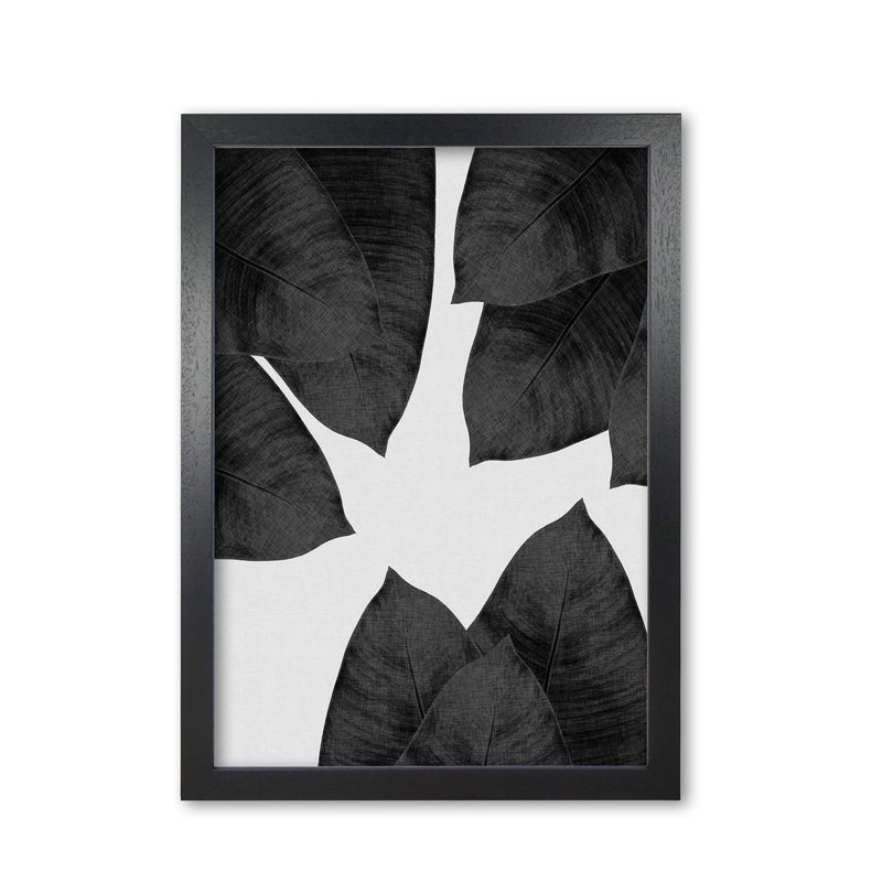 Banana Leaf Black & White I Print By Orara Studio Black Grain