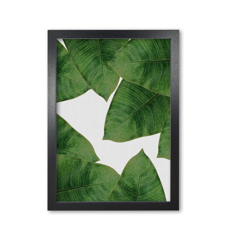 Banana Leaf II Print By Orara Studio, Framed Botanical & Nature Art Print Black Grain