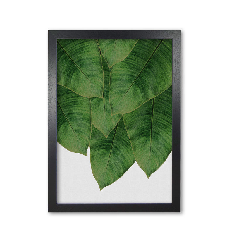 Banana Leaf III Print By Orara Studio, Framed Botanical & Nature Art Print Black Grain
