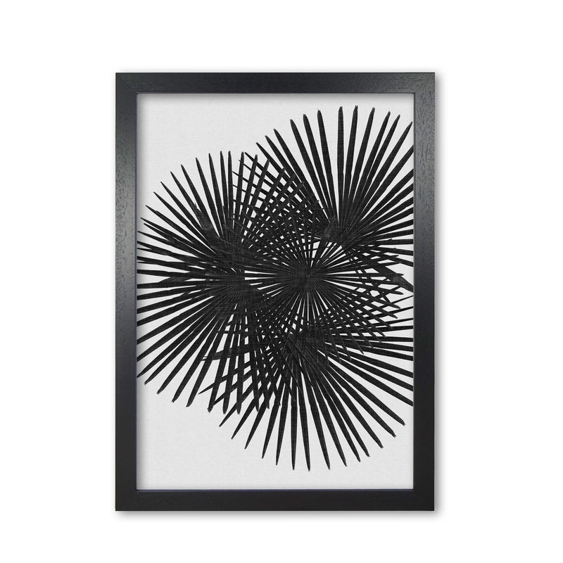 Fan Palm Black & White Print By Orara Studio Black Grain