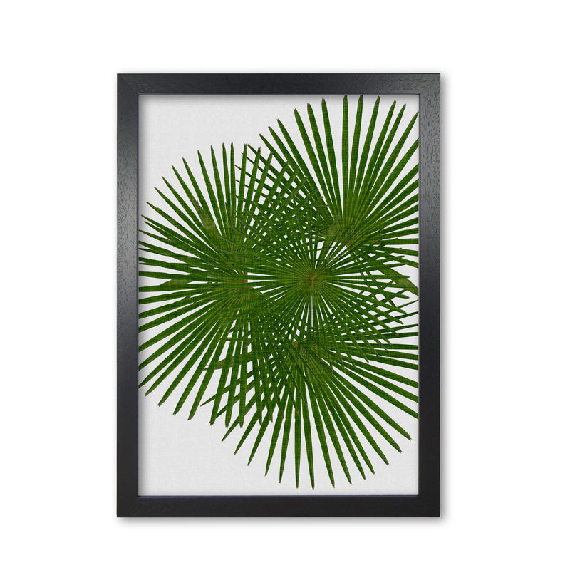 Fan Palm Print By Orara Studio, Framed Botanical & Nature Art Print Black Grain