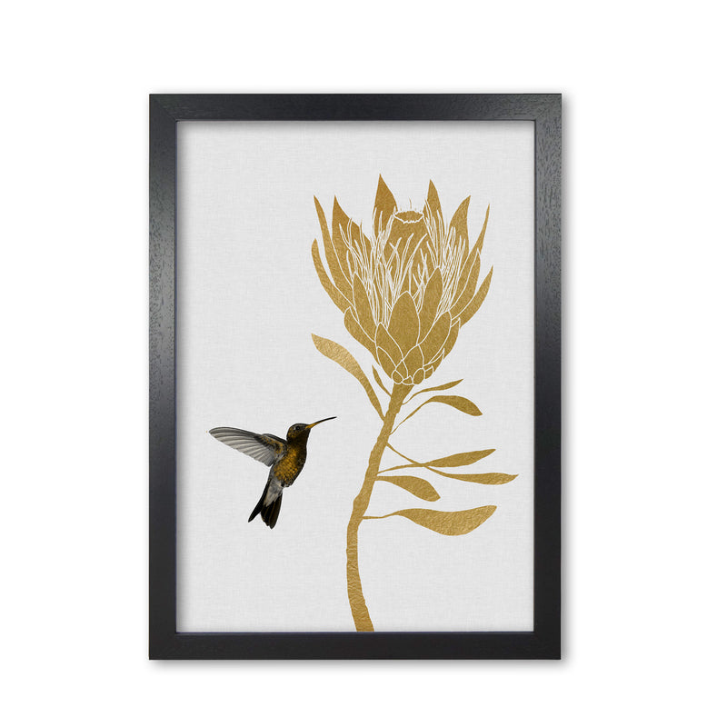 Hummingbird & Flower I Print By Orara Studio Black Grain