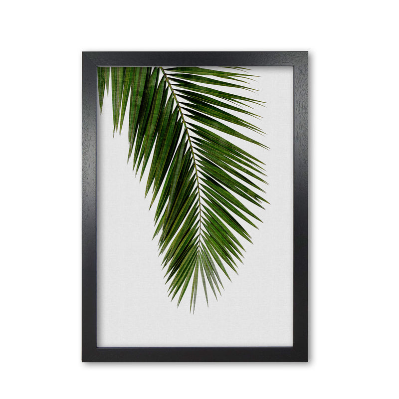 Palm Leaf I Print By Orara Studio, Framed Botanical & Nature Art Print Black Grain