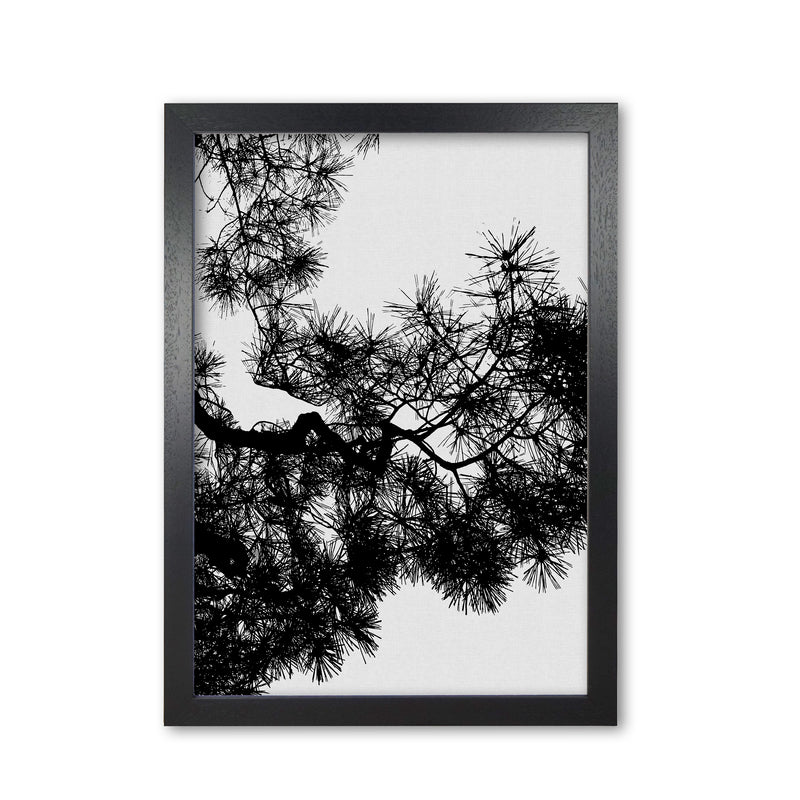 Pine Tree Black & White Print By Orara Studio Black Grain