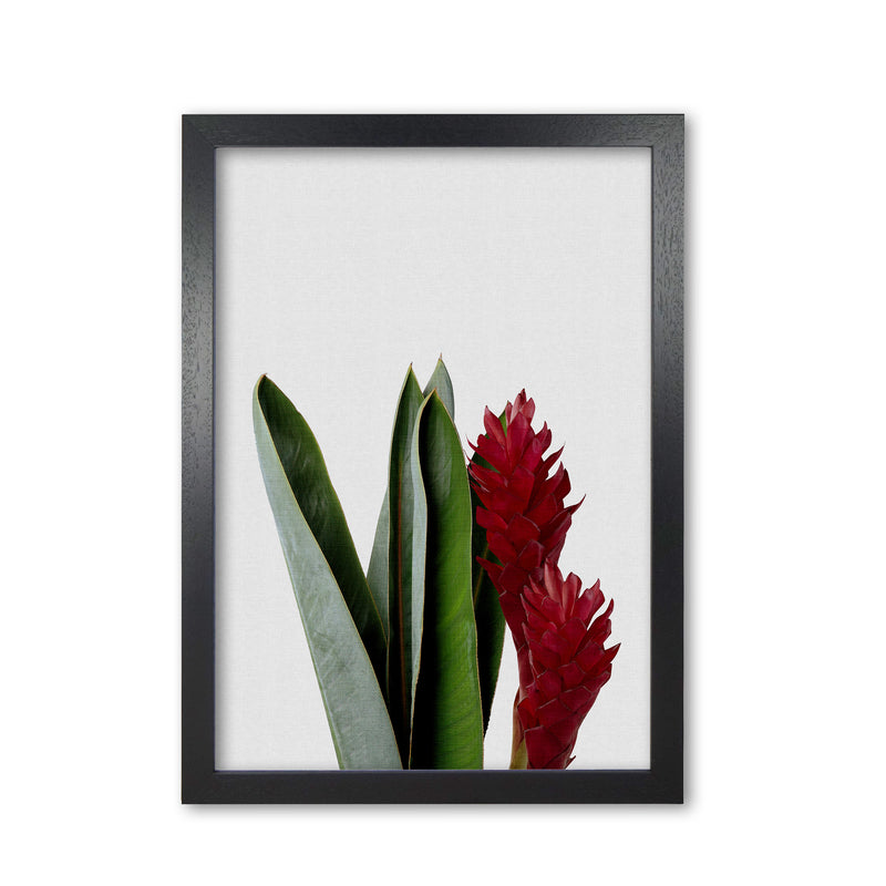 Red Flower Print By Orara Studio, Framed Botanical & Nature Art Print Black Grain