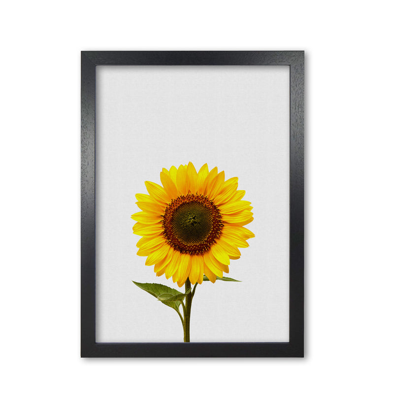 Sunflower Still Life Print By Orara Studio, Framed Botanical & Nature Art Print Black Grain