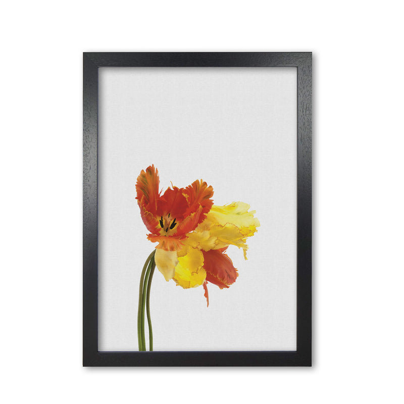 Tulip Still Life Print By Orara Studio, Framed Botanical & Nature Art Print Black Grain