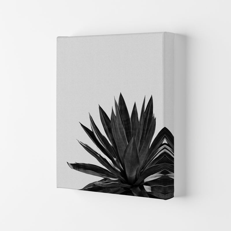 Agave Cactus Black And White Print By Orara Studio, Framed Botanical Nature Art Canvas