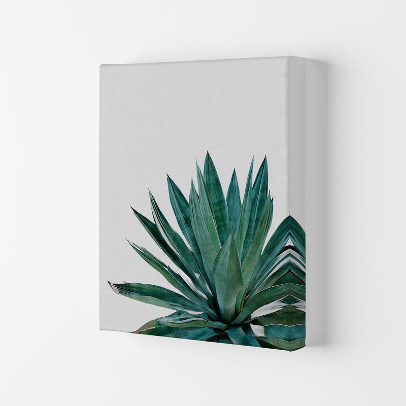 Agave Cactus Print By Orara Studio, Framed Botanical & Nature Art Print Canvas