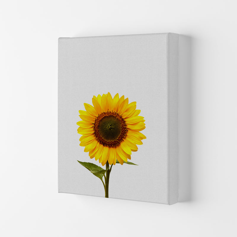 Sunflower Still Life Print By Orara Studio, Framed Botanical & Nature Art Print Canvas