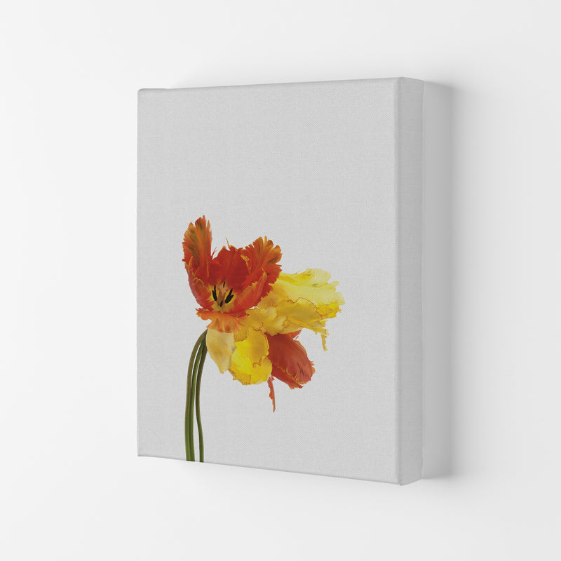 Tulip Still Life Print By Orara Studio, Framed Botanical & Nature Art Print Canvas