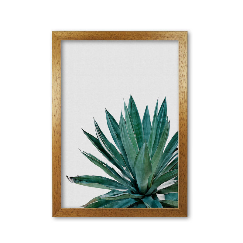 Agave Cactus Print By Orara Studio, Framed Botanical & Nature Art Print Oak Grain