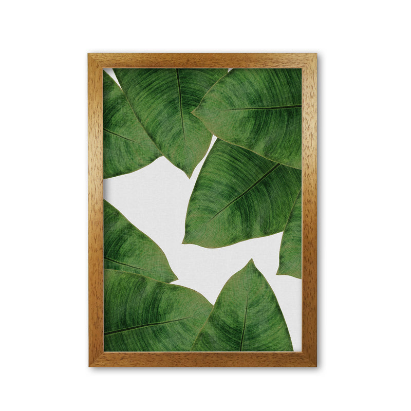 Banana Leaf II Print By Orara Studio, Framed Botanical & Nature Art Print Oak Grain