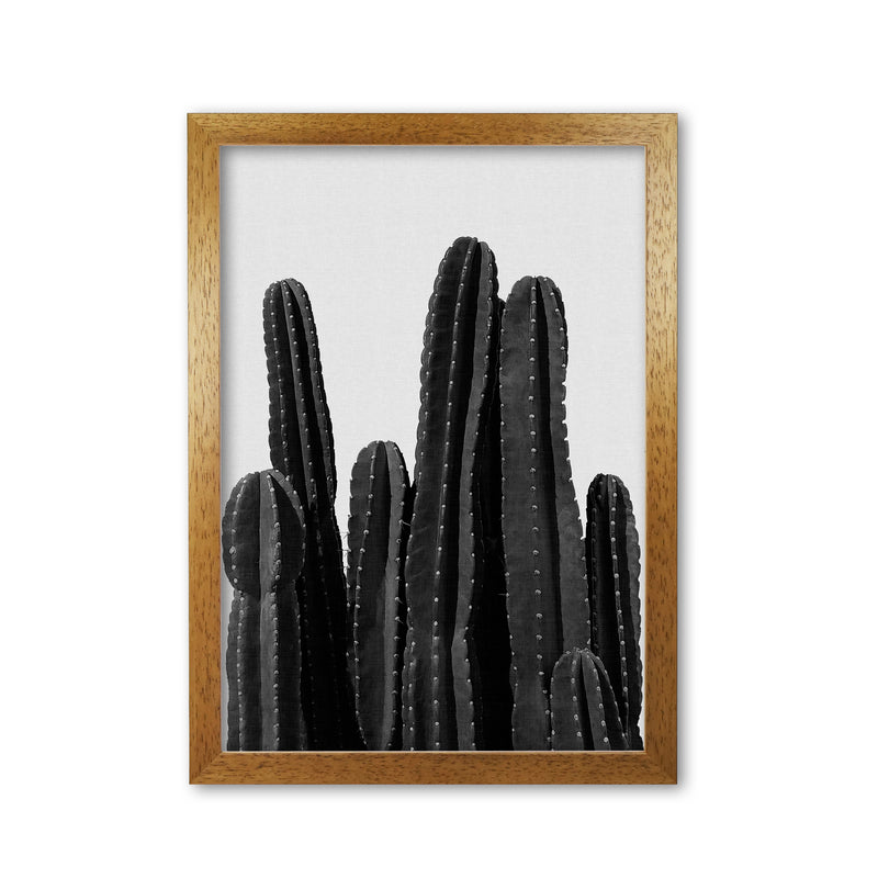 Cactus Black And White Print By Orara Studio, Framed Botanical Art Oak Grain