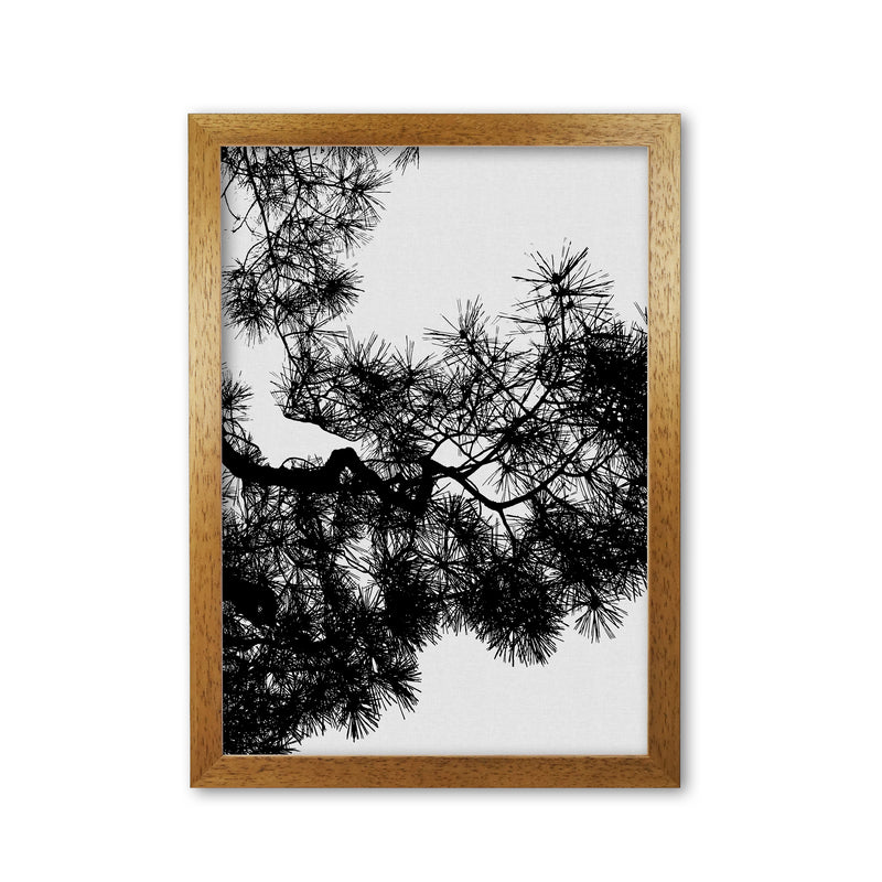 Pine Tree Black & White Print By Orara Studio Oak Grain