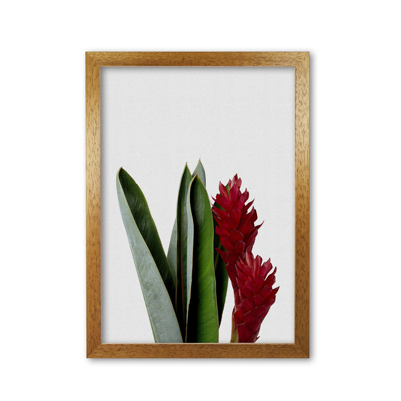 Red Flower Print By Orara Studio, Framed Botanical & Nature Art Print Oak Grain